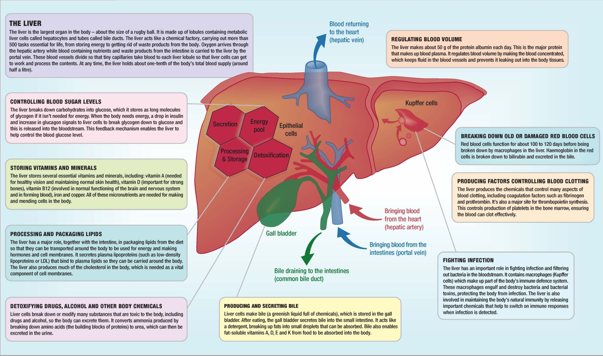 Back to Basics Functions of the healthy liver Issues and Answers